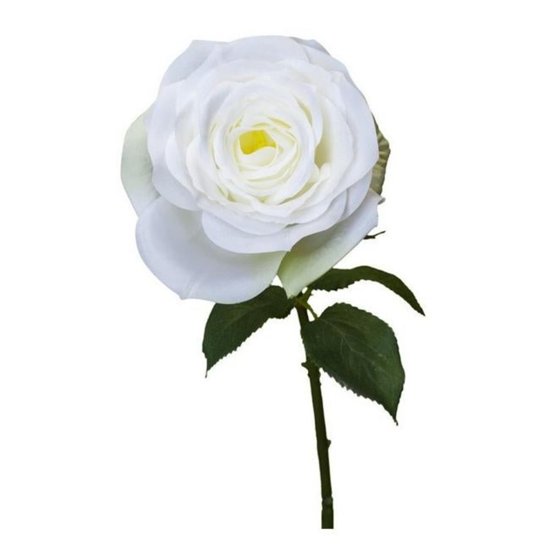 Rembrandt Rose Spray / White PG1021