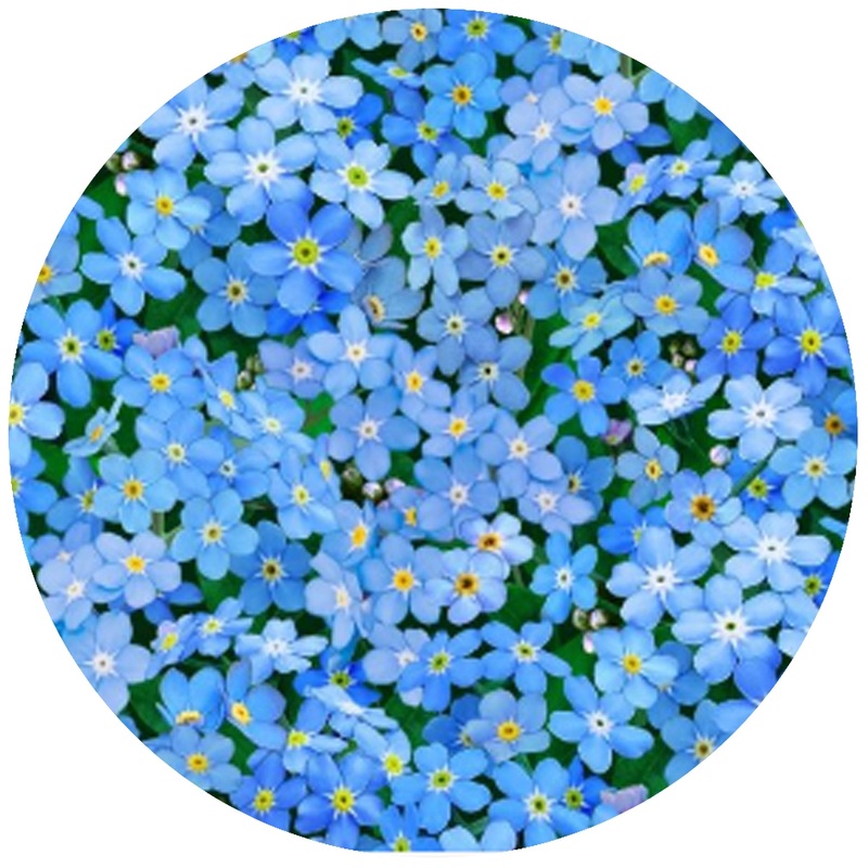 Andreas Jar Opener: Forget Me Not