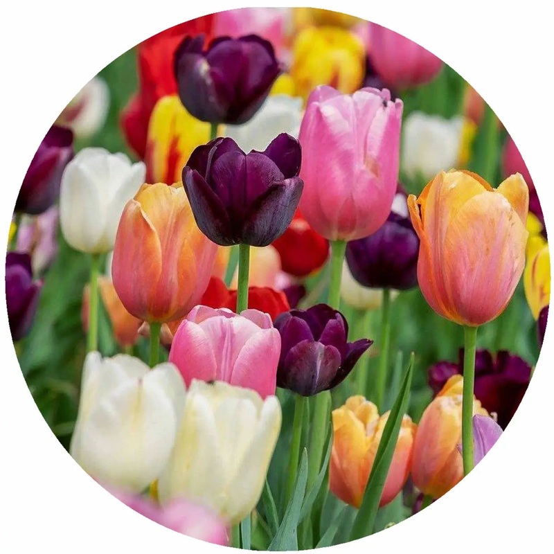Andreas Jar Opener: Multi Tulips