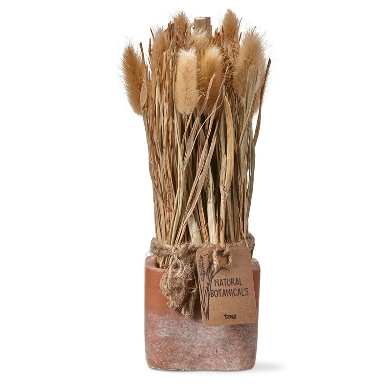 Leguras Harvest Potted Dried Plant