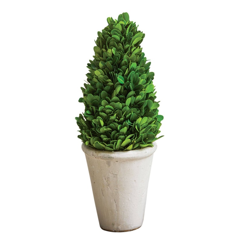 Boxwood Cone Topiary, 13.5"