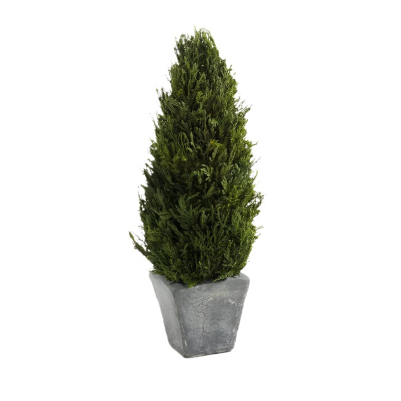 Cypress Tree Topiary, Small